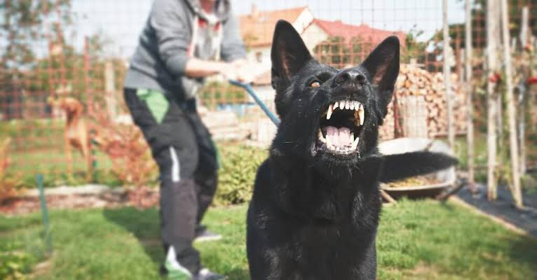 dog bite lawsuit