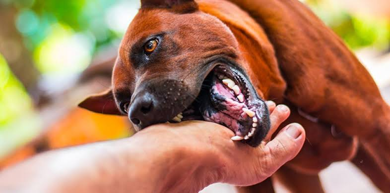 dog bite lawsuit