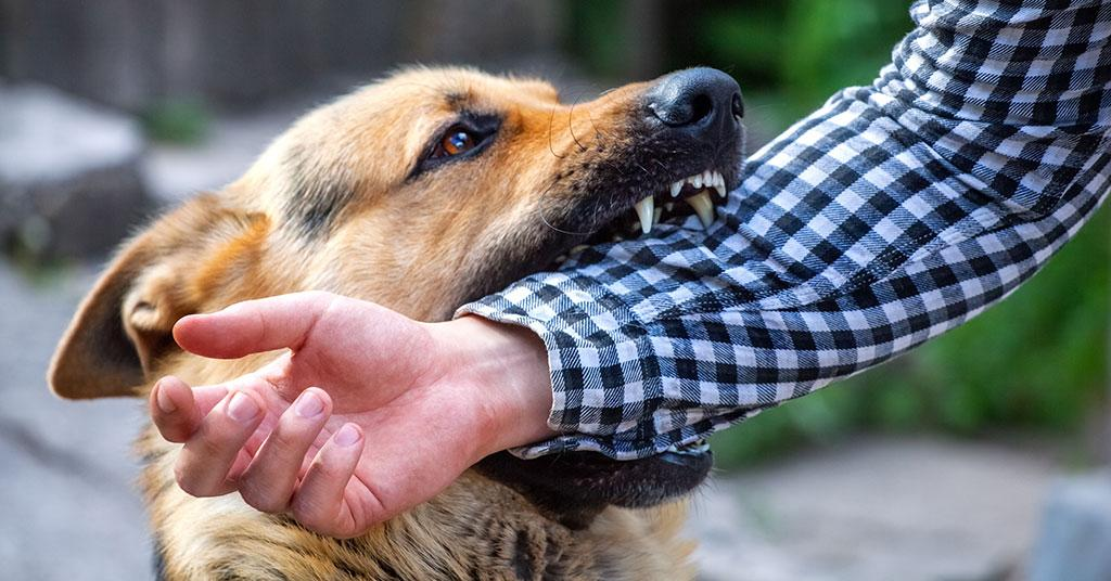 dog bite lawsuit