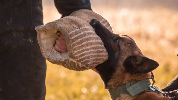dog bite lawsuit